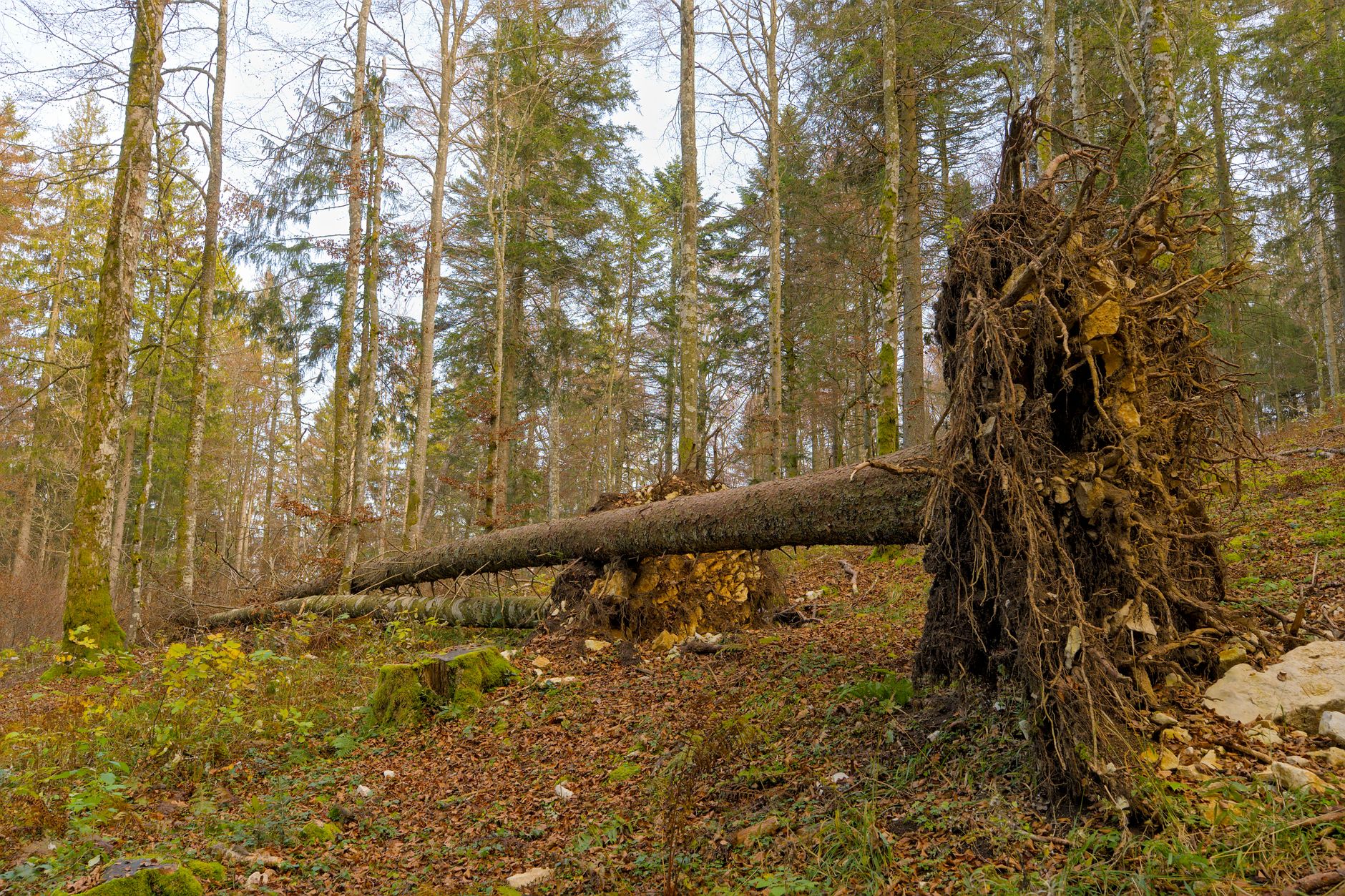 Enlèvement arbre urgence à Saint-Germain-en-Laye